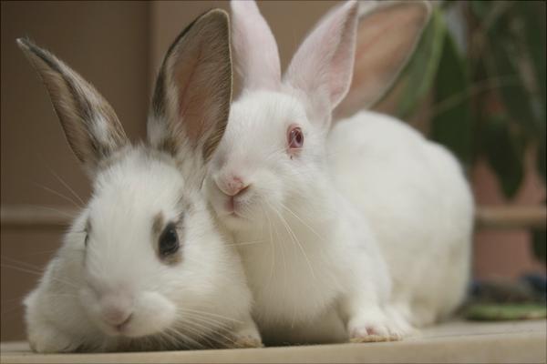 兔子的尾巴歇后语是什么?