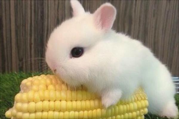 兔子的尾巴歇后语是什么?