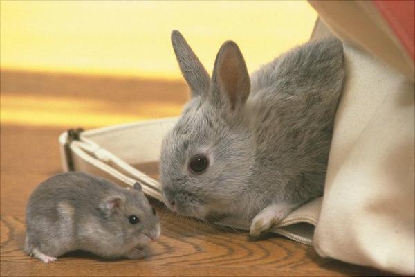 兔子的尾巴歇后语是什么?