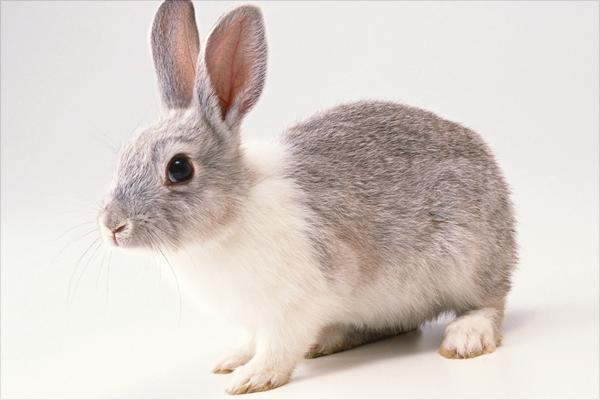 兔子的尾巴歇后语是什么?