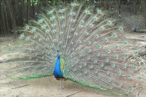 孔雀图片大全，孔雀开屏图片