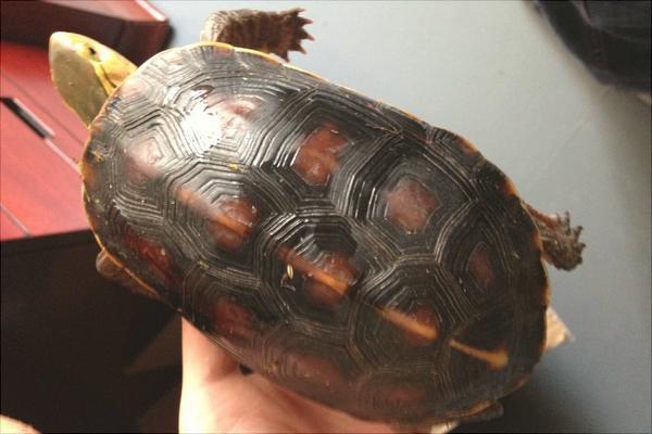 金钱龟价格多少钱一只？