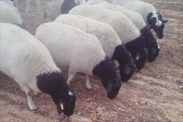 养肉羊选什么品种?最好的肉羊品种推荐