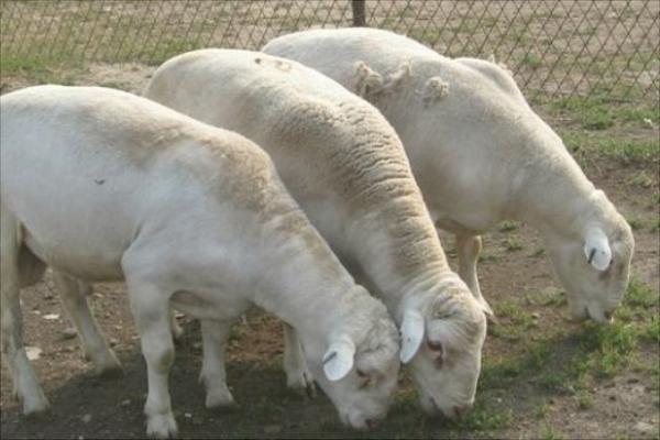 养肉羊选什么品种?最好的肉羊品种推荐