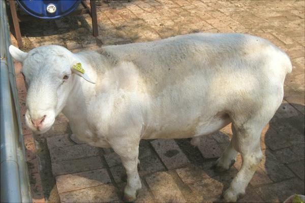 养肉羊选什么品种?最好的肉羊品种推荐