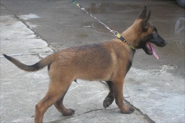 马犬价格多少钱一只?