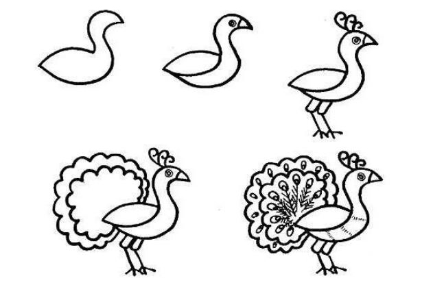 孔雀简笔画带颜色(画图步骤)