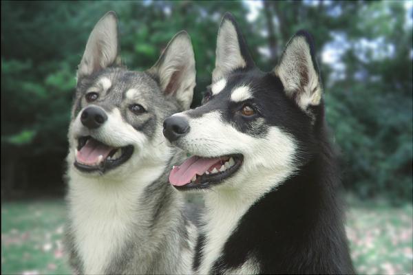 哈士奇智商多少?哈士奇真的很笨吗?