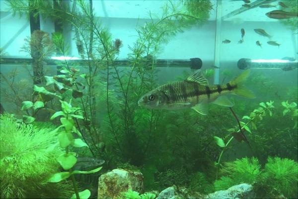 养鱼有什么讲究?