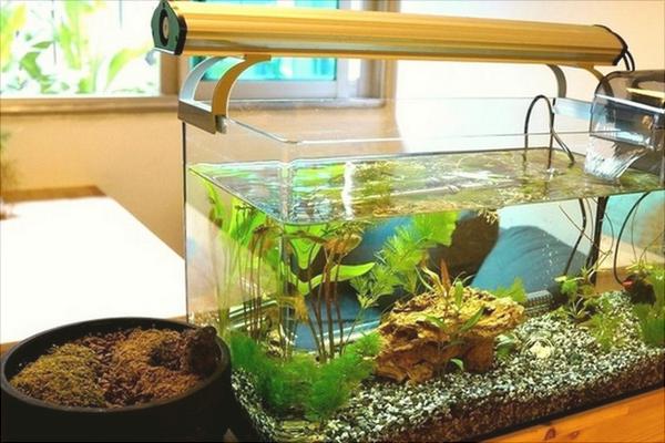 养鱼有什么讲究?