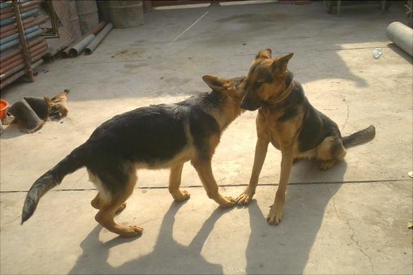 马犬价格多少钱一只?