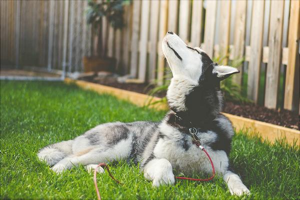 哈士奇智商多少?哈士奇真的很笨吗?