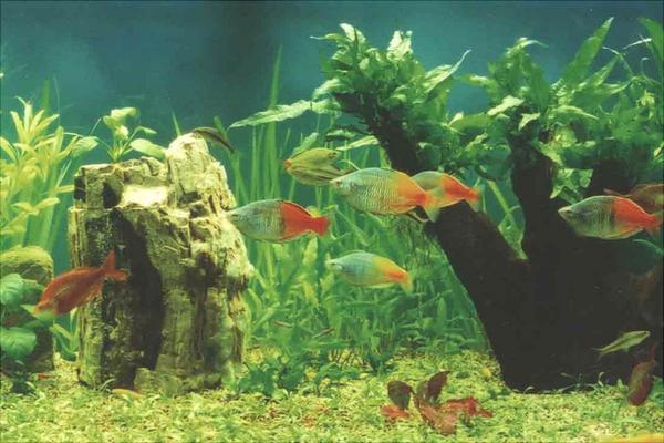 养鱼有什么讲究?