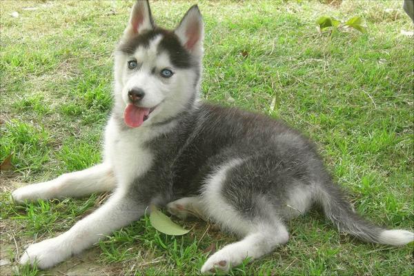 哈士奇智商多少?哈士奇真的很笨吗?