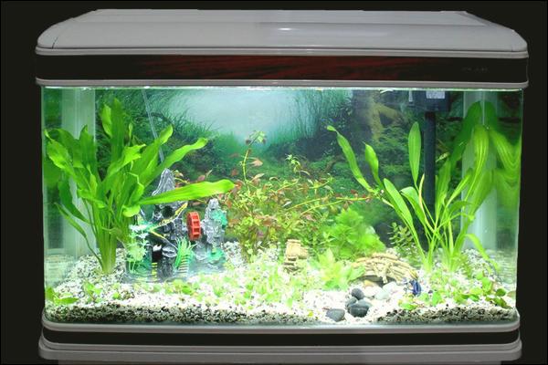 养鱼有什么讲究?