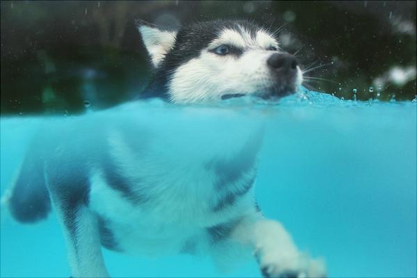 哈士奇智商多少?哈士奇真的很笨吗?