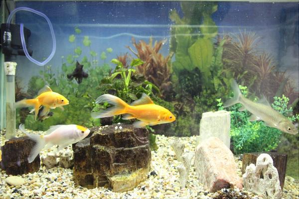 养鱼有什么讲究?