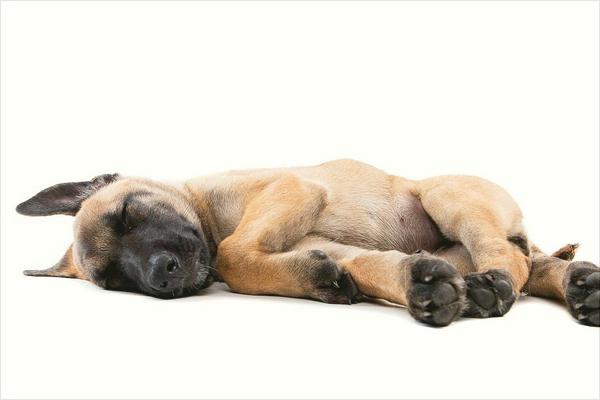 马犬价格多少钱一只?