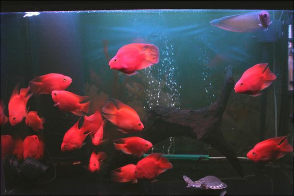 养鱼有什么讲究?