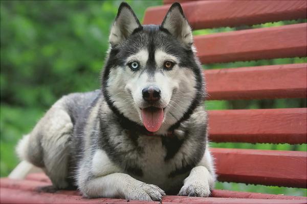 哈士奇智商多少?哈士奇真的很笨吗?