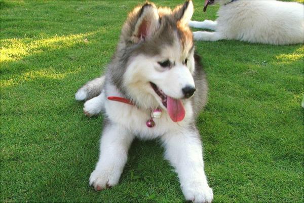 哈士奇智商多少?哈士奇真的很笨吗?