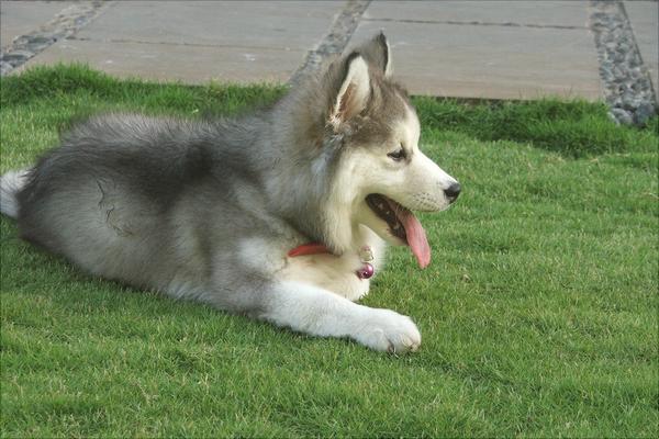 哈士奇智商多少?哈士奇真的很笨吗?