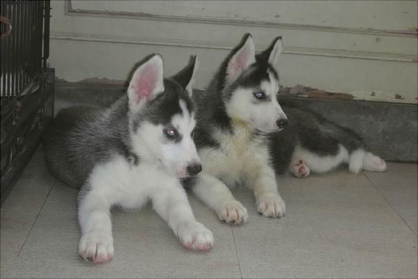 哈士奇智商多少?哈士奇真的很笨吗?