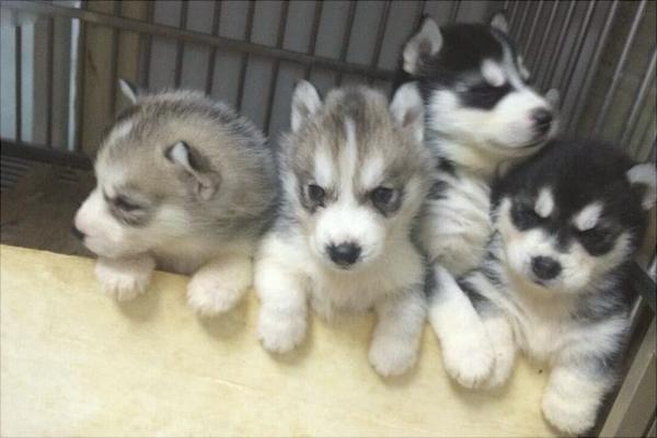 哈士奇智商多少?哈士奇真的很笨吗?