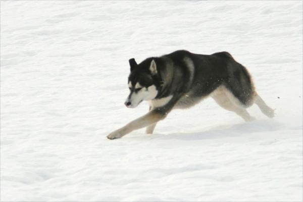 哈士奇智商多少?哈士奇真的很笨吗?