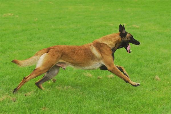 马犬训练方法视频