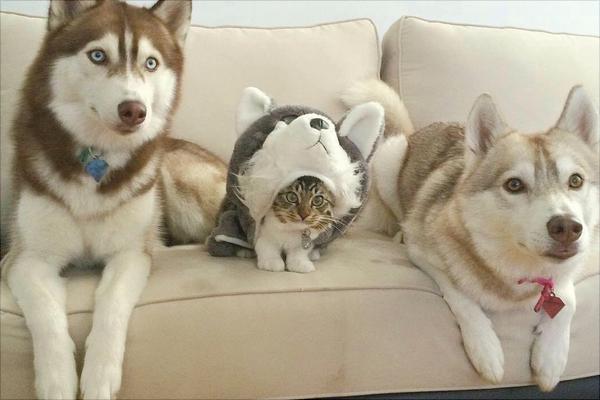 哈士奇智商多少?哈士奇真的很笨吗?