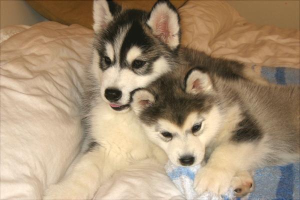 哈士奇智商多少?哈士奇真的很笨吗?