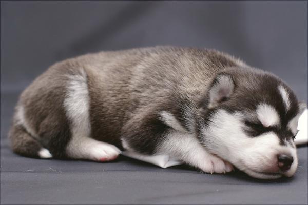 哈士奇智商多少?哈士奇真的很笨吗?