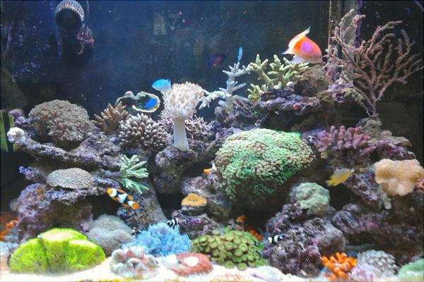 养鱼的水有什么要求?