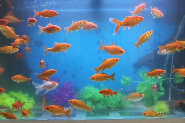 养鱼的水有什么要求?