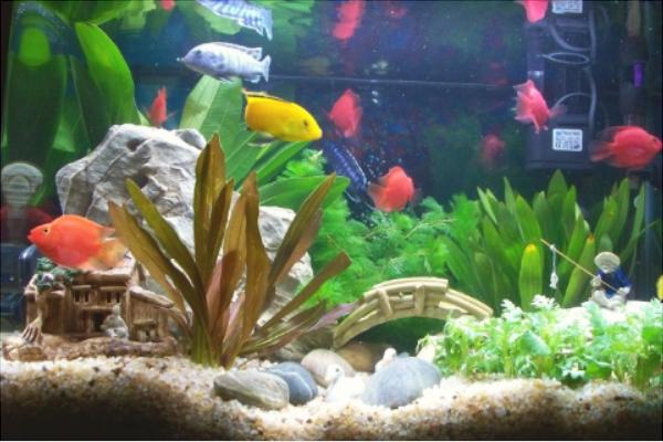 养鱼的水有什么要求?