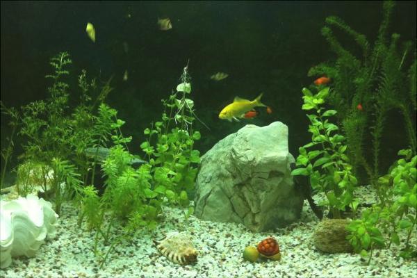 养鱼的水有什么要求?