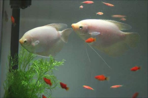 养鱼的水有什么要求?