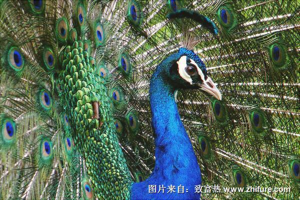 孔雀价格多少钱一只?