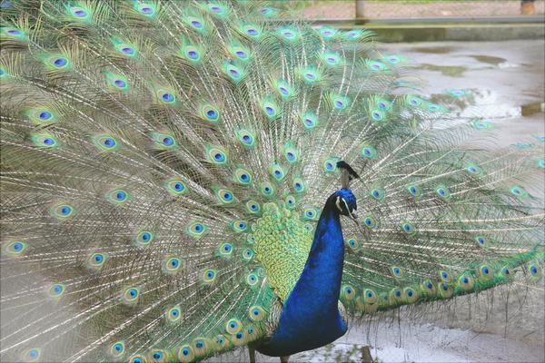 孔雀价格多少钱一只?