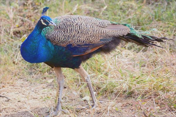 孔雀价格多少钱一只?