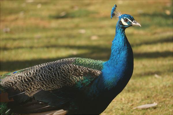 孔雀价格多少钱一只?