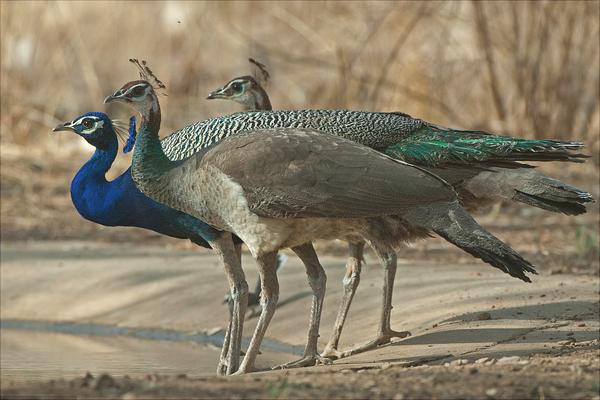 孔雀价格多少钱一只?