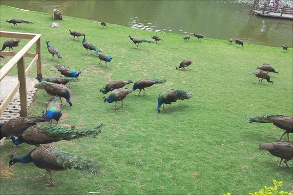 孔雀价格多少钱一只?