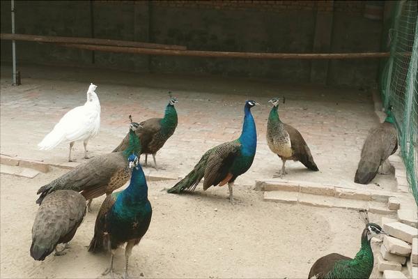 孔雀价格多少钱一只?