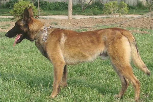 马犬为什么喜欢咬主人?