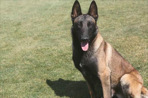 马犬为什么喜欢咬主人?