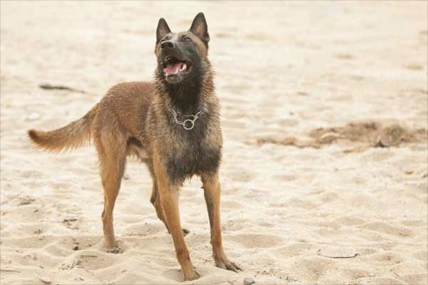 马犬为什么喜欢咬主人?