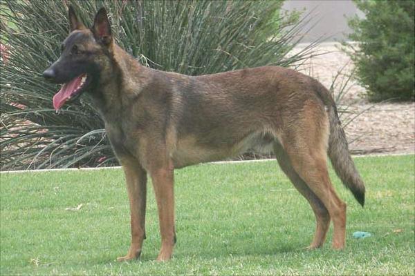 马犬为什么喜欢咬主人?