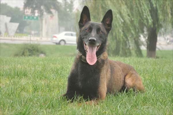 马犬为什么喜欢咬主人?